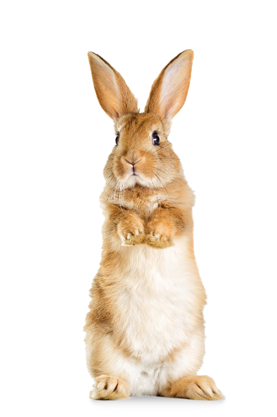 A tan and white Rabbit standing on it's hind legs, pictured against a white background.